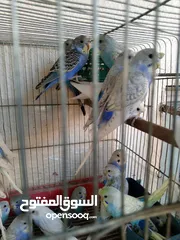  3 طيور للبيع