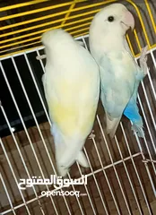  4 موجود جوز روز شغلات أقراء وصف