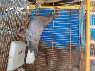  11 جواز مكتفات جميع الالوان ونوريات قراقطة وزرق وسود