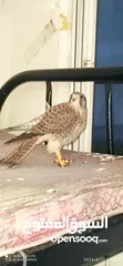  3 Kestrel bird