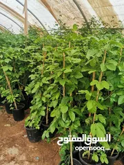  10 جميع أصناف الفواكة والحمضيات والزيتون ( بلدي ومستورد )