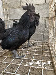  1 دجاج اندونيسي اسود