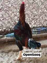  3 An foreigner Breed:  Fighter Chicken With Great Muscles...