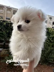  3 جراء بوميريان عمر شهرين