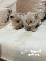  3 قطط للبيع ..