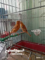  1 طيور للبيع
