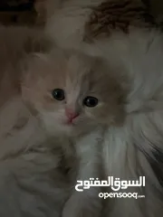  5 قطه كيتين سكوتش فولد  Scottish fold kitten long hair bicolor cream and white (التواصل واتس اب)