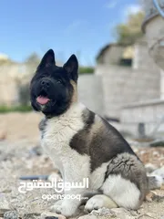  1 اكيتا امريكي