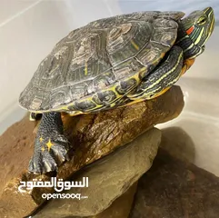  4 For Sale : Red-eared Slider