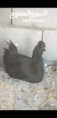 4 دجاجات وديج كتاكيت براهما