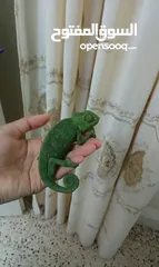  3 حرباية ملونة