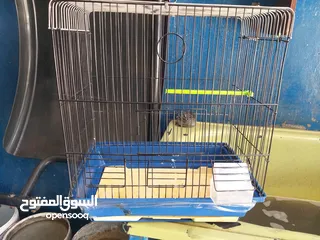  1 قفص 3 معالف بحالة جيدة
