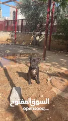  9 بيتبول بلاك نوز جروتين pitbull black nose puppies