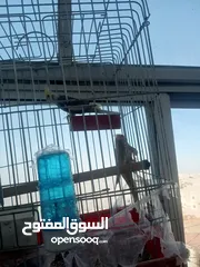  5 كنار كوكتيل وروز اقرا الوصف جيدا