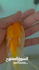  4 فحل ابو فراخ