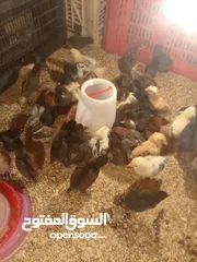  2 صوص بلدي للبيع صحة ونضافة ماشالله الله