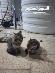  1 قطط للبيع مرج الحمام