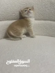  2 قطط صغيرة برتيش للبيع
