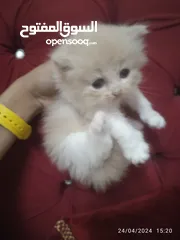  4 beautiful fluffy kitten