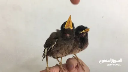  2 يوجد فراخ زق يدوي بلابل عراقيه وفراخ مينا