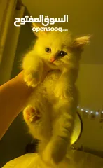  3 قطط مشكلة هملايا شيرازي بريتش شورت هير بيع سعر رمزي