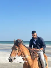  5 مدرس لغة إنجليزية معتمد من القوات المسلحة - English tutor - online  - مستر محمود محمد عبدالمنعم