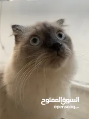  1 قطة هيمالايا