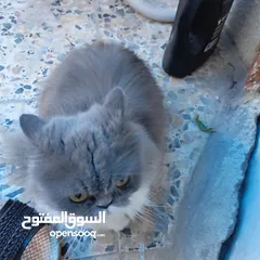  4 قطة بيكي فيس للبيع