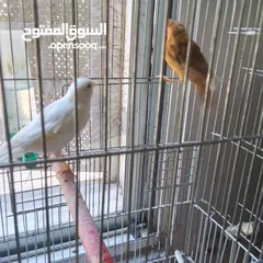  3 ذكور كنار جاهزين عمر سنه ونص وثاني سنه  وروز جاهزين عمر سنه ذكر واثى
