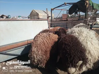  2 خرفان أضاحي وزن ثقيل نخب 60 كيلو قائم العمر 9 شهور و اكثر