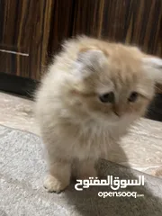  10 قطط سكوتش فولد