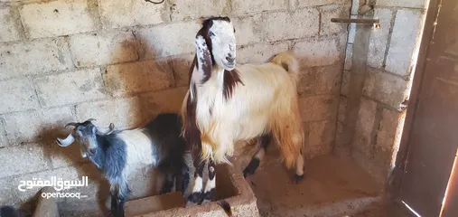  1 تيس عمر سنتين ونص