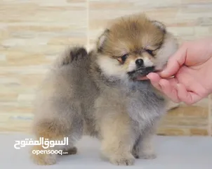  1 teacup Pomeranian