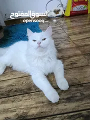  1 Original Persian Full active full White