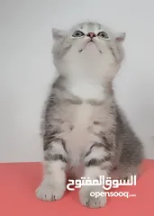  3 سكوتش بيور 100%
