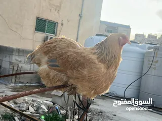  1 فرخة براهمه