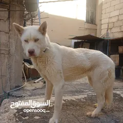  5 اناثي هاسكي