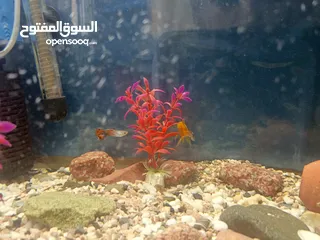  2 اسماك جوبي مولي تيترا جلاس وتيترا بلاك نيون وجولد فيش وزيبرا إقراء الوصف