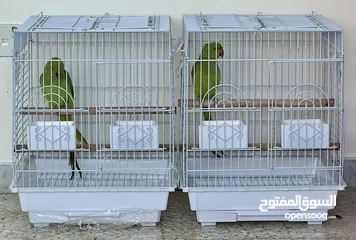  1 Young male untrained ringneck parrot with high quality cage .