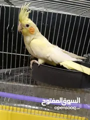  5 بيع ببغاء كوكتيل مع القفص ذاكر و انثه 50دينا قبل التفاوض+موجود بلايستيشن 3 معدله