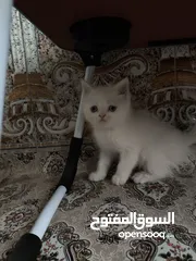  7 قطط زغار للبيع