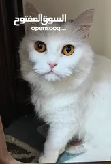 12 قطة شيرازي بيضاء للتبني