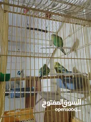  5 جوز طيور حب للبيع