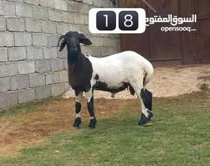  18 خرفان عيد درجه اولي وفيهم مواصفات فحوله