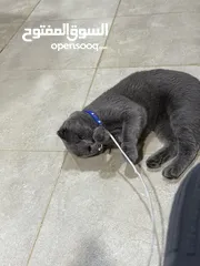  5 قط Scottish Fold للبيع بسعر مميز