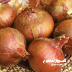  4 فواكه وخضروات يمانيه للتصدير وبسعر المزرعه