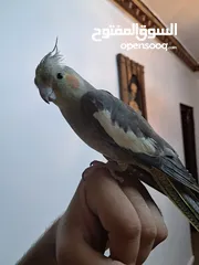  4 كوكتيل للبيع  مدرب واليف
