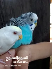  2 متاح جوزين  حب  كلهم اليفات كلهم جواز شغالة جواز نخب اول حبة كوكتيل للبيع اقرء الوصف