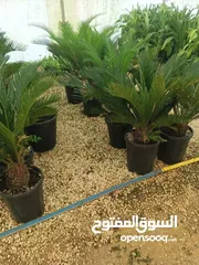  4 جميع الاشجار المثمرة والزينه  تنسيق وزراعة الحدائق الخارجيه والداخليه  صيانة الحدائق وتشكيل الأشجار