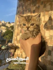  4 4 كيتنز للبيع